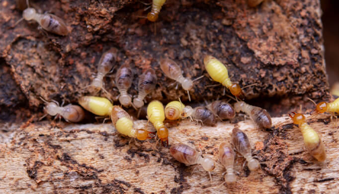 Termites