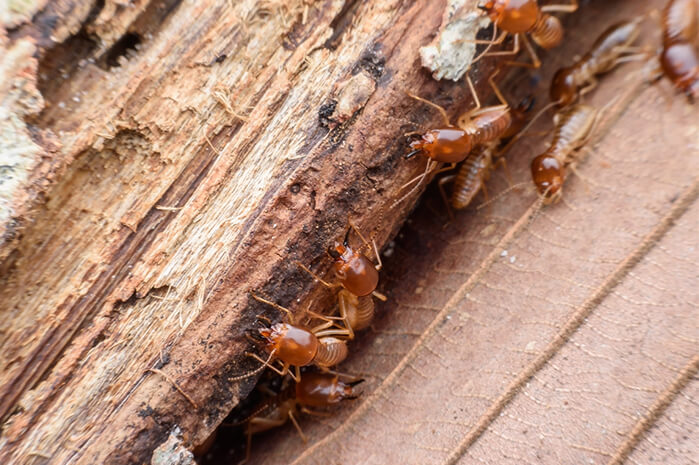 What are Termites 